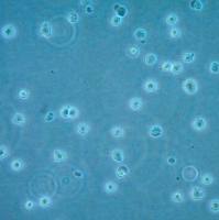 默克Merck CUTLL1 Human T-cell Lymphoblastic Lymphoma Cell Line