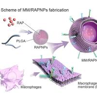 负载叶黄素的脂质纳米颗粒被巨噬细胞膜包裹 Lutein@Liposome@MMs
