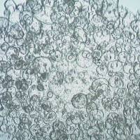 3dGRO™ Duodenum Intestinal Organoids, Age 49 (Prep 81-D)