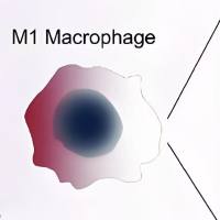 负载小檗素的聚乳酸-羟基乙酸共聚物(PLGA)纳米颗粒被血小板膜包裹 BBR@PLGA@PLT