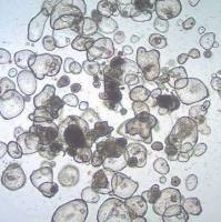 3dGRO® Duodenum Intestinal Organoids, Age 56 (Prep 84-D)