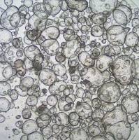 3dGRO® Colon Intestinal Organoids, Age 21 (Prep 87-C)