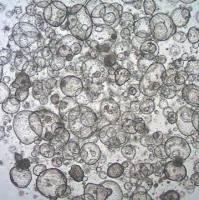 3dGRO® Colon Intestinal Organoids, Age 29 (Prep 80-C)