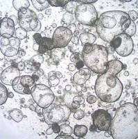 3dGRO® Colon Intestinal Organoids, Age 52 (Prep 78-C)