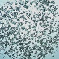 3dGRO® Colon Intestinal Organoids, Age 46 (14-881-CR)