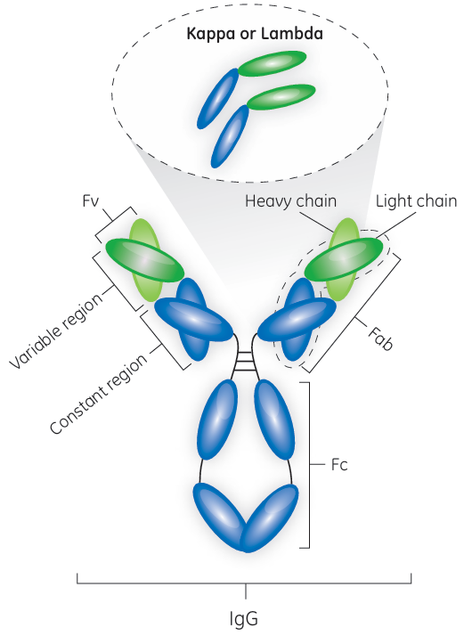 抗体片段大揭秘
