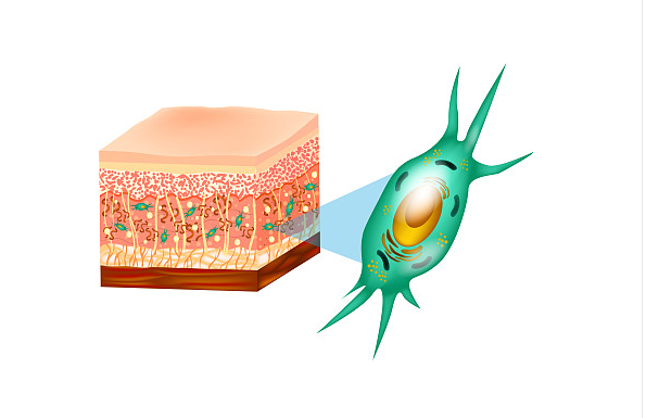 成纤维细胞的分离技术成纤维细胞的分离技术