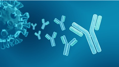 荧光标记抗体的蛋白质印迹法