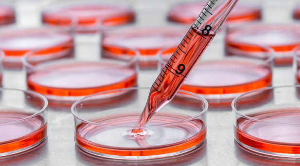 细胞培养的基本概念和关键步骤