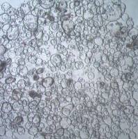 3dGRO® Duodenum Intestinal Organoids, Age 21 (Prep 87-D)