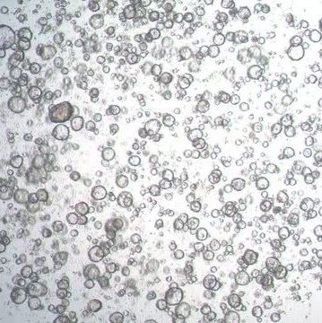 3dGRO Stomach Gastric Organoids, Age 68 (Prep ht-130-S)产品图