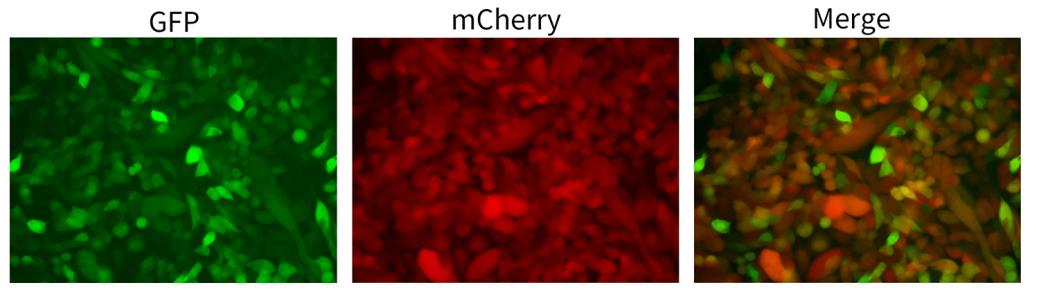 适配全血清型的AAV纯化试剂盒来啦