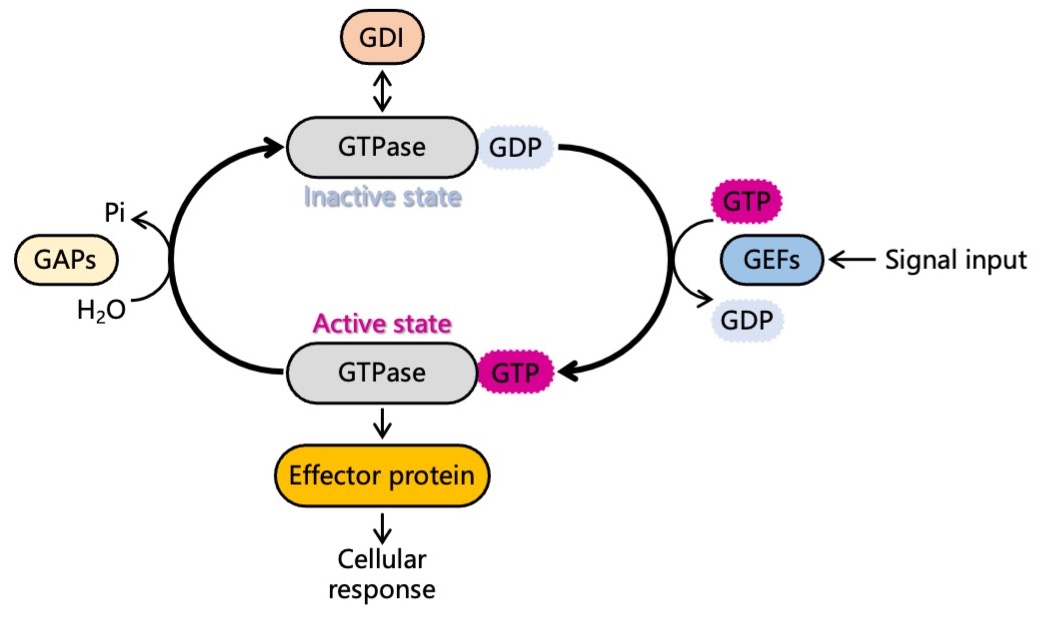 显色法，快速检测GTP酶活性！
