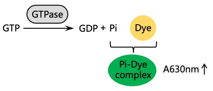 显色法，快速检测GTP酶活性！