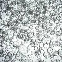 3dGRO Descending Colon Intestinal Organoids, Age 36 (Prep ht-213-CD)