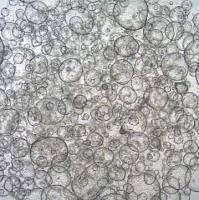 3dGRO® Colon Intestinal Organoids, Age 33 (Prep 88-C)