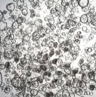 3dGRO Descending Colon Intestinal Organoids, Age 59 (Prep ht-215-CD)