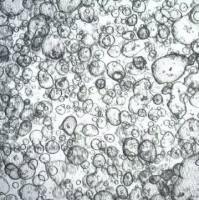 3dGRO Duodenum Intestinal Organoids, Age 36 (Prep ht-213-D)