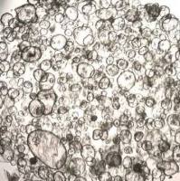 3dGRO Duodenum Intestinal Organoids, Age 45 (Prep ht-185-D)