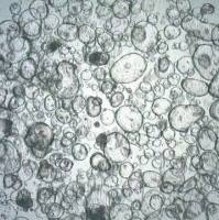 3dGRO Colon Intestinal Organoids, Age 59 (Prep ht-099-C)