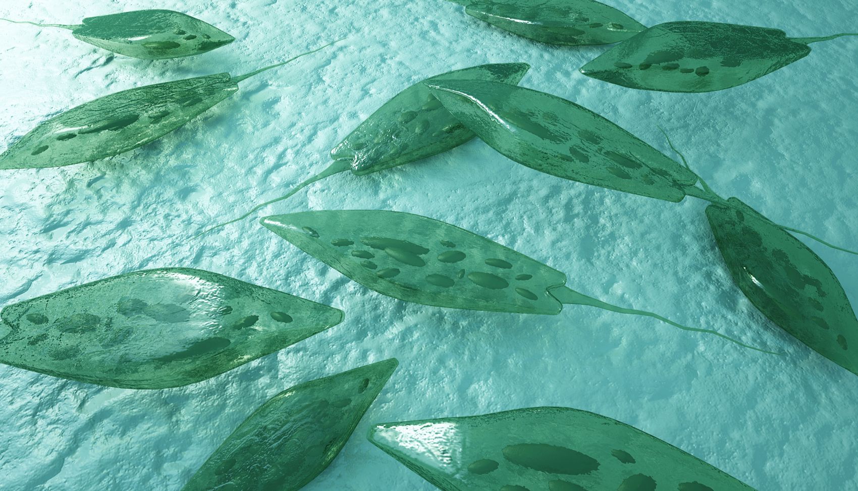 产品推荐——浮游植物色素标准品