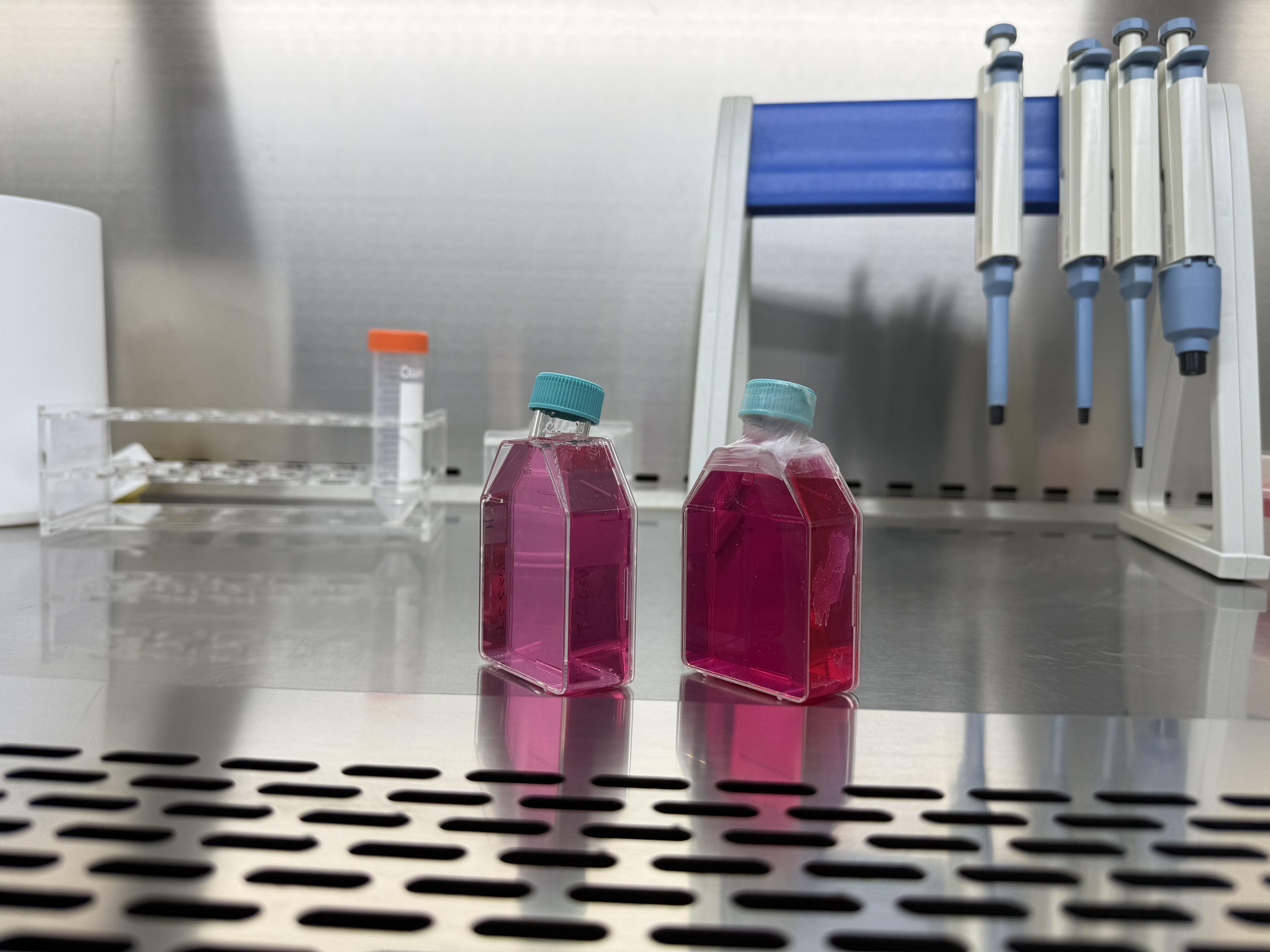 江西江蓝纯生物原代细胞培养的基本概念和关键步骤