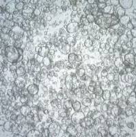 3dGRO Ileum Intestinal Organoids, Age 19 (Prep ht-105-I)