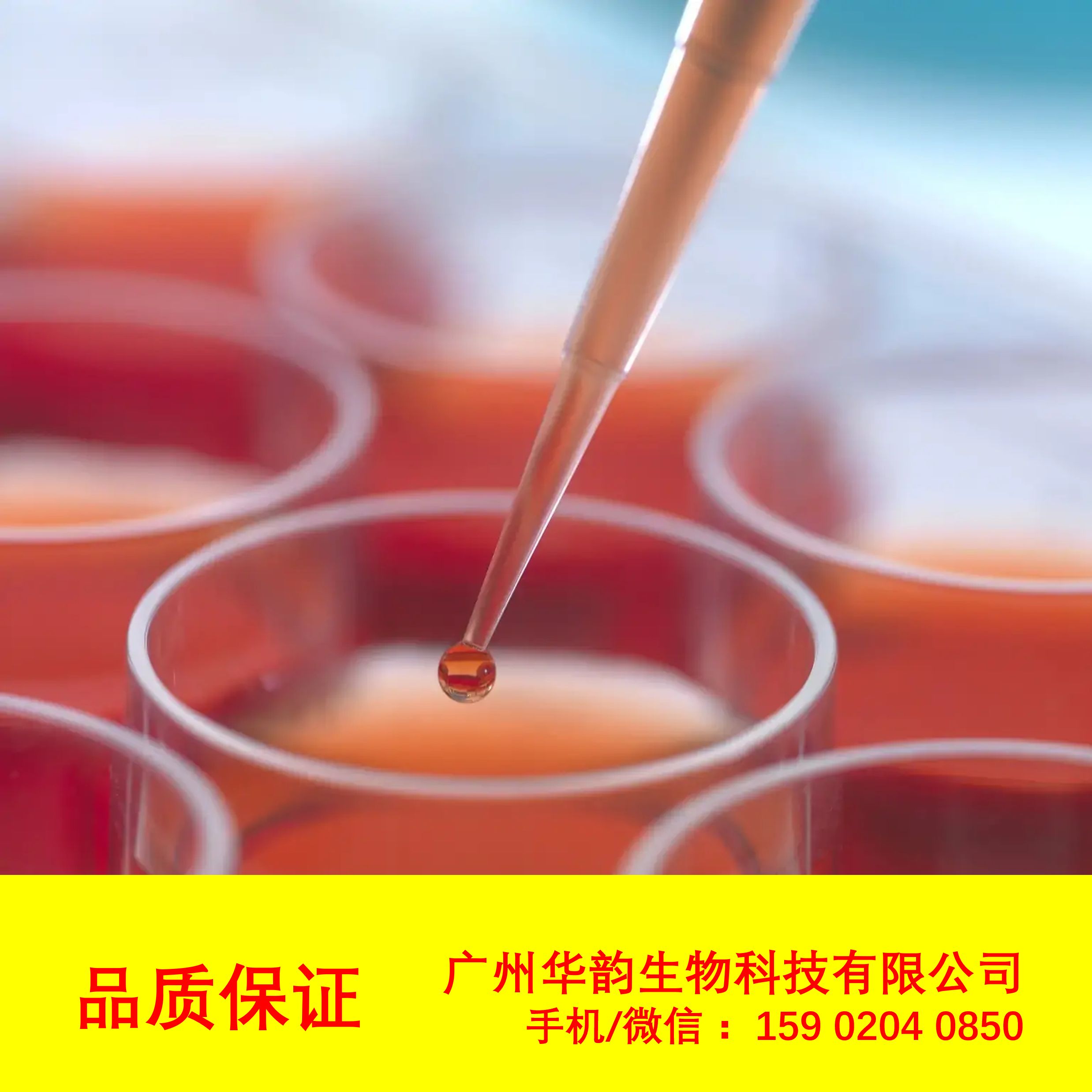 J774A.1 (小鼠单核巨噬细胞) (种属鉴定正确),HYPC1364