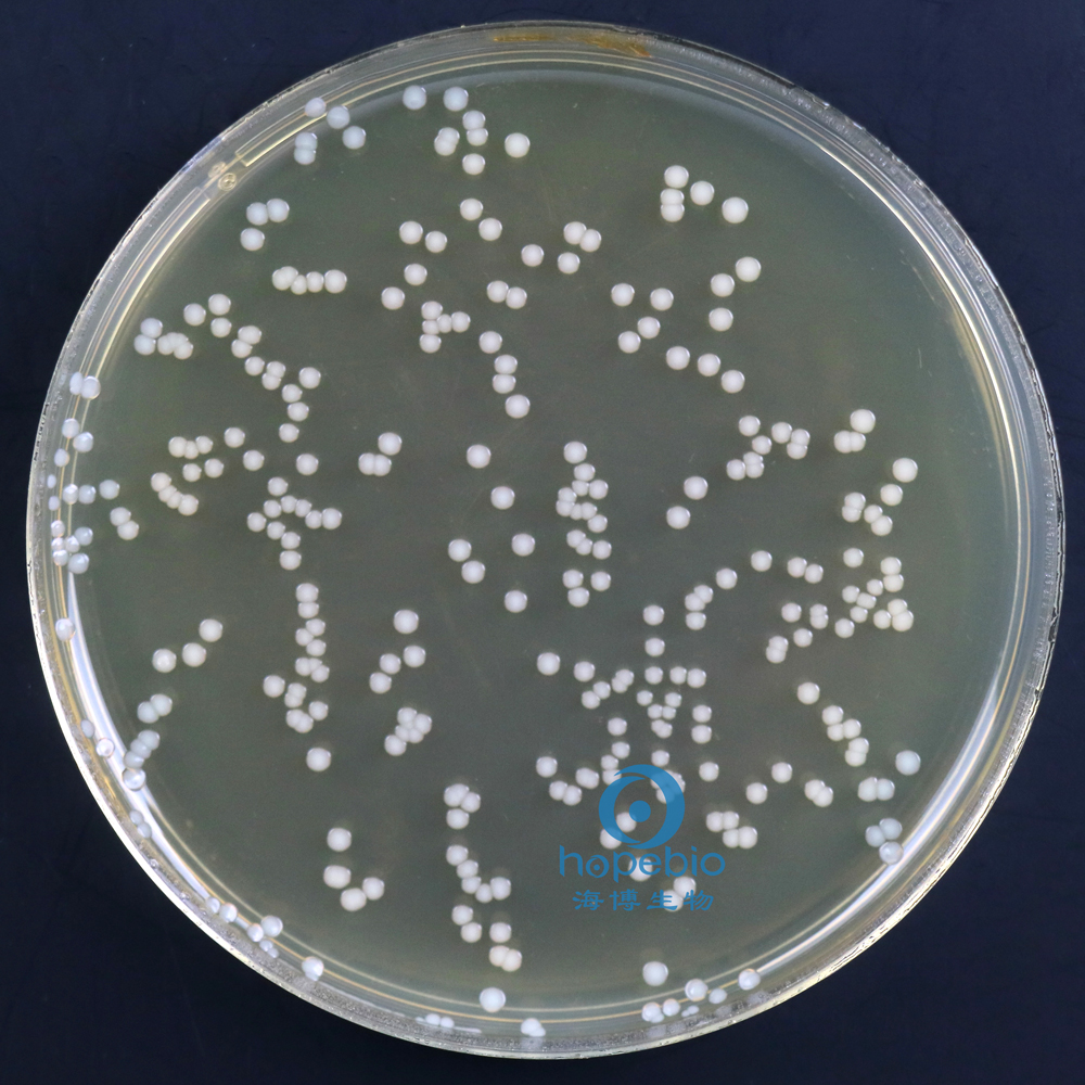 含0.6%酵母膏的胰酪胨大豆琼脂（TSA-YE）
