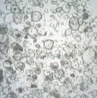 3dGRO Colon Intestinal Organoids, Age 63 (Prep ht-103-C)