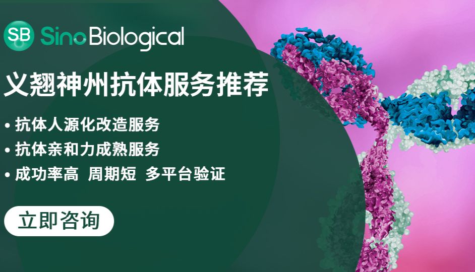 抗体药物研发下半场：人源化技术如何突破免疫原性瓶颈？