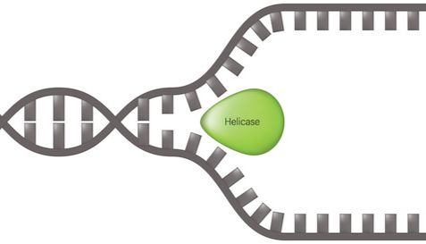 如何降低等温检测假阳性？——解锁解旋酶的魔力