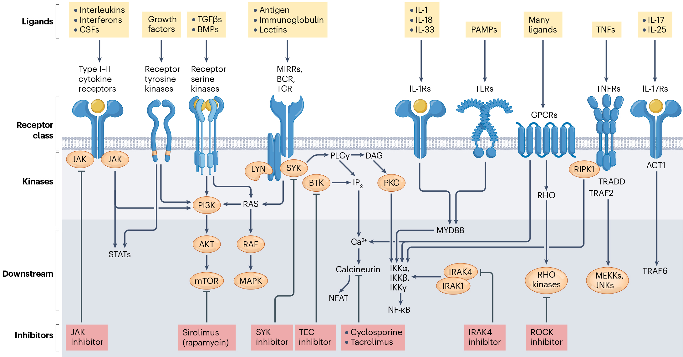重温Nature系列经典综述，盘点JAK激酶在自免疾病领域的研究新进展