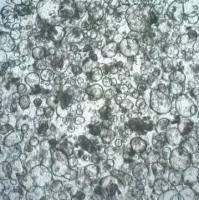 3dGRO Colon Intestinal Organoids, Age 59 (Prep ht-101-C)