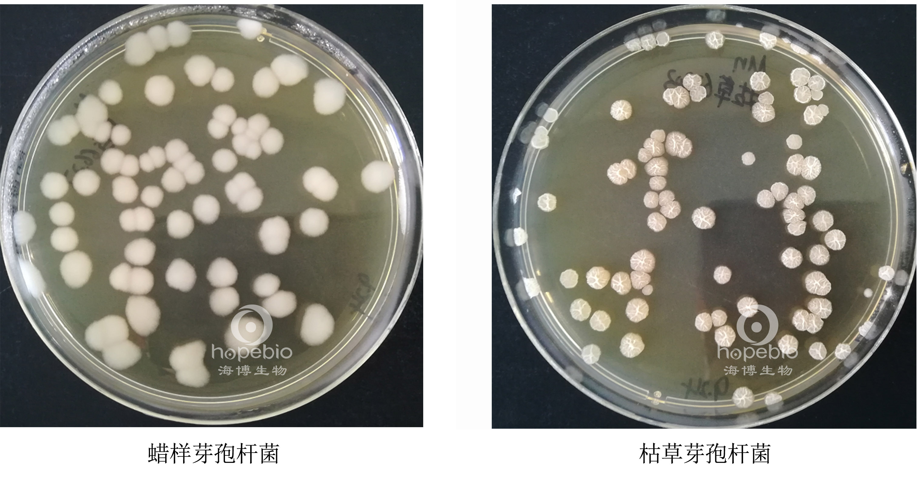 硫酸锰营养琼脂培养基