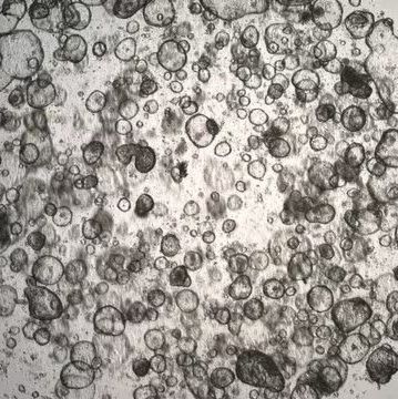 3dGRO Colon Intestinal Organoids, Age 19 (Prep ht-105-C)