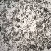 3dGRO Colon Intestinal Organoids, Age 19 (Prep ht-105-C)