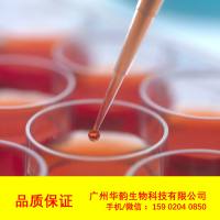 小鼠胃黏膜上皮细胞,HYPC2147