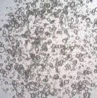 3dGRO Stomach Gastric Organoids, Age 60 (Prep ht-129-S)