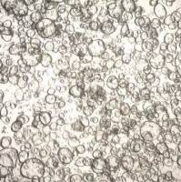 3dGRO Ileum Intestinal Organoids, Age 33 (Prep ht-205-I)