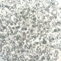 3dGRO Stomach Gastric Organoids, Age 60 (Prep ht-128-S)