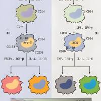 负载海藻糖的聚乳酸-羟基乙酸共聚物纳米颗粒被M2型巨噬细胞膜包裹 Trehalose@PLGA NPs@MM