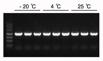 2×常规PCR预混液（不含染料）
