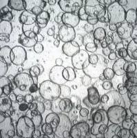 3dGRO Ileum Intestinal Organoids, Age 46 (Prep HT-214-I)