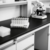 棉酚单克隆抗体；棉子酚抗体；棉籽酚抗体； Gossypol（GOS）抗体