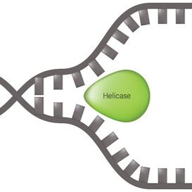 无甘油解旋酶,MDX242