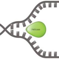 无甘油解旋酶，MDX242