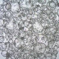 3dGRO® Duodenum Intestinal Organoids, Age 55 (Prep 89-D)