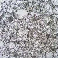 3dGRO® Colon Intestinal Organoids, Age 55 (Prep 89-C)