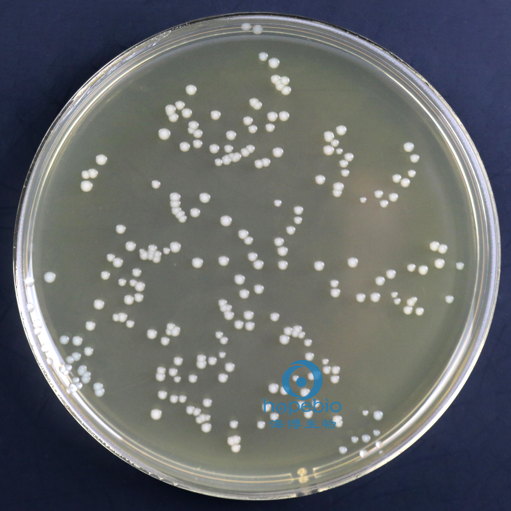 含0.6%酵母膏的胰酪胨大豆琼脂（TSA-YE）